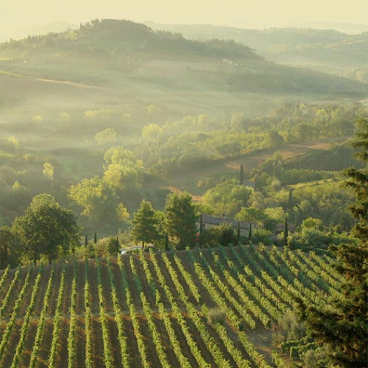 Weinberge und Olivenhaine for sale in Andalusia