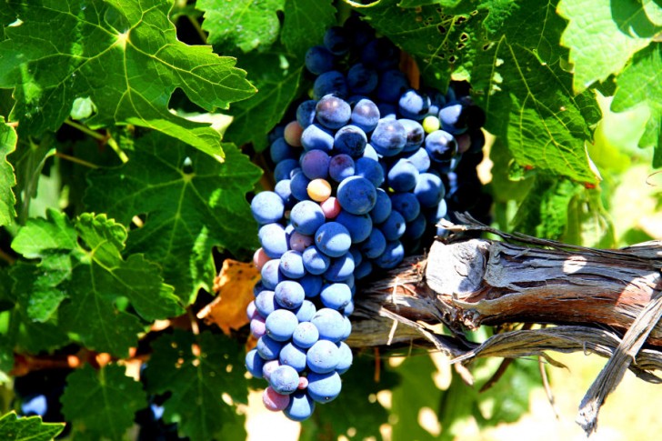Vineyards in Andalusia