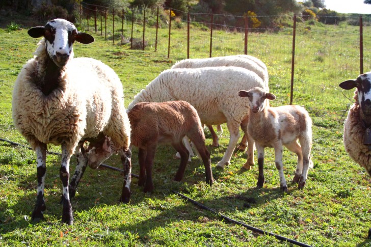 farmland Casares