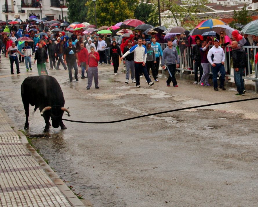 Mundo del toreo en guacin, el encierre