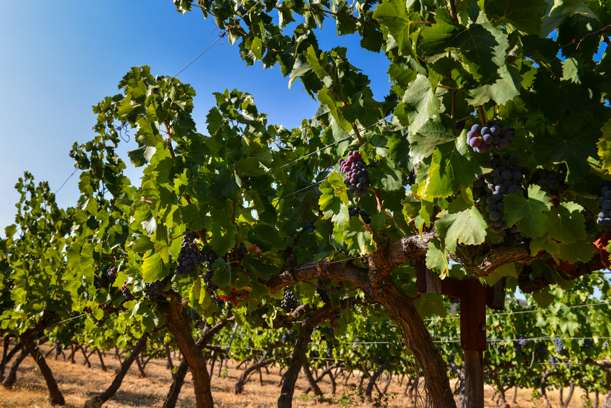 Vino Ronda