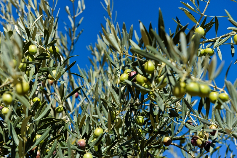 olives-andalusia