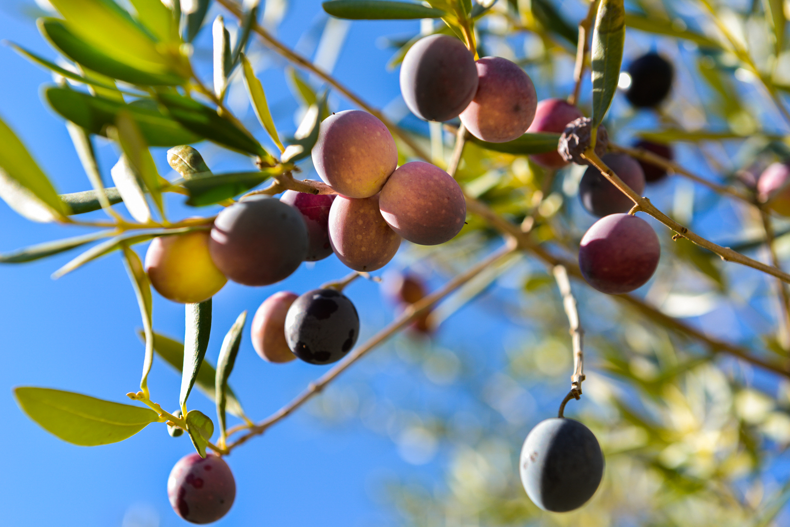 olive-groves-jaen