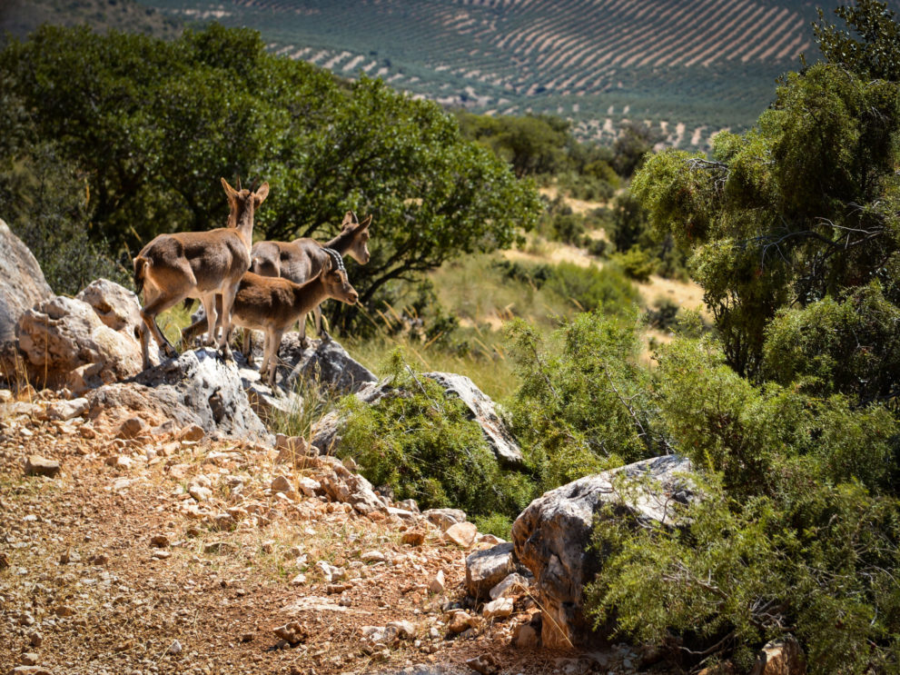 hunting-in-jaen