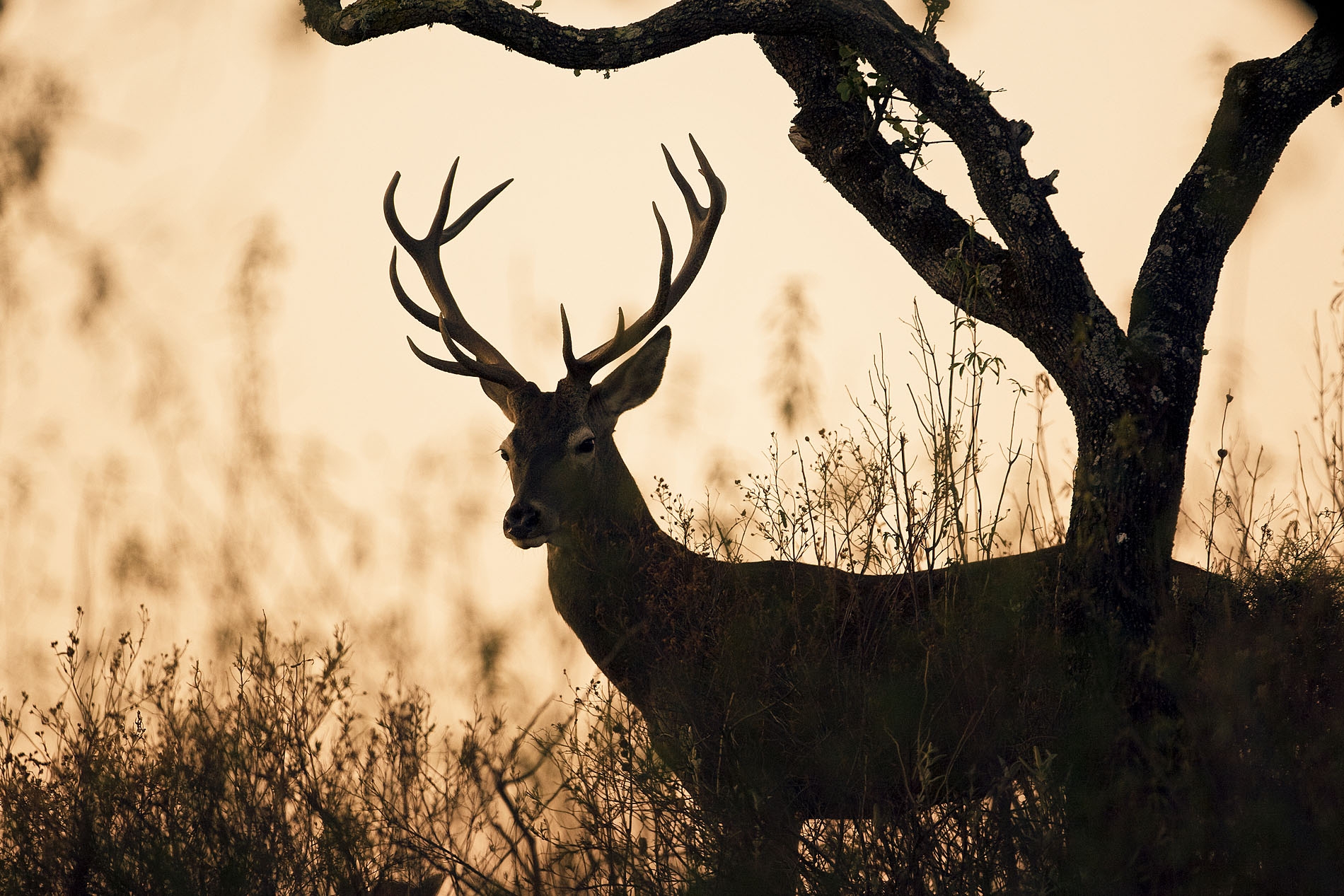 Deer Hunting Estate Huelva