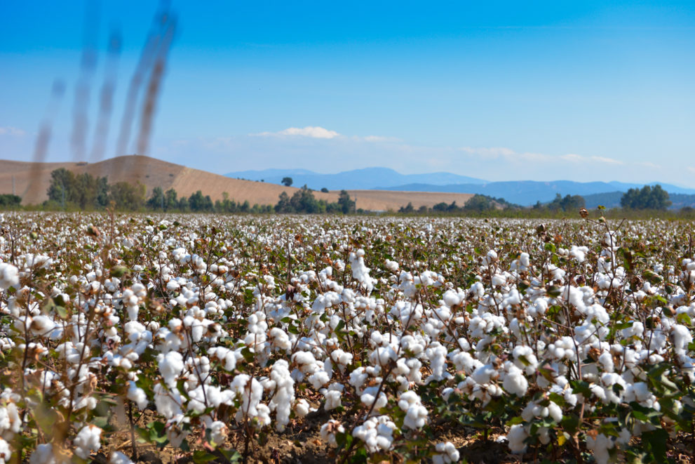 cotton-fields-sevilla