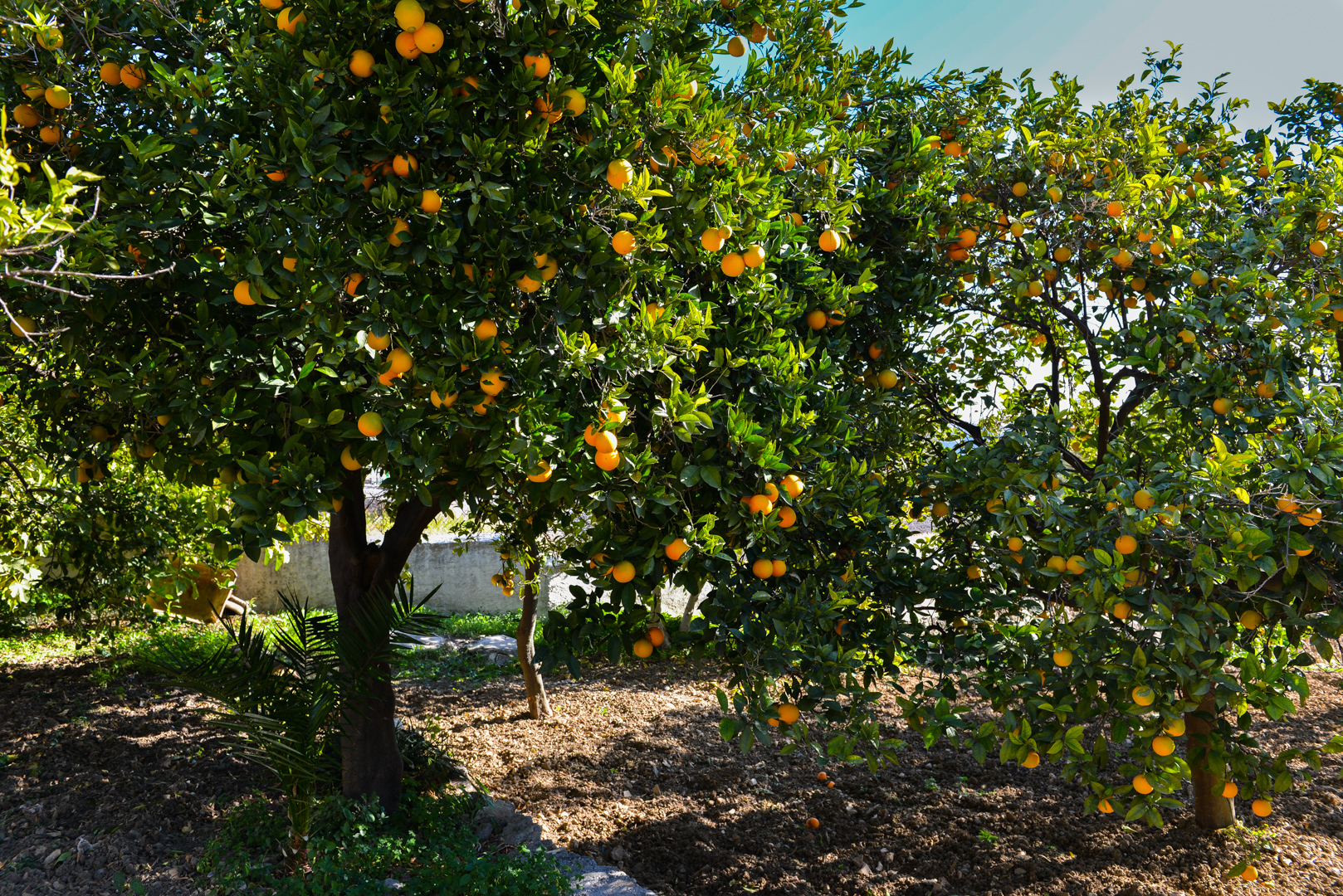 Naranjas en Sevilla