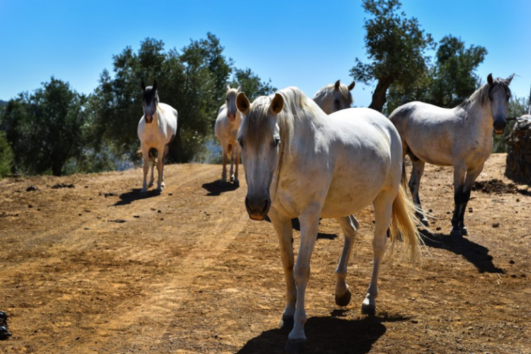 Cordoba Equestrian Estate