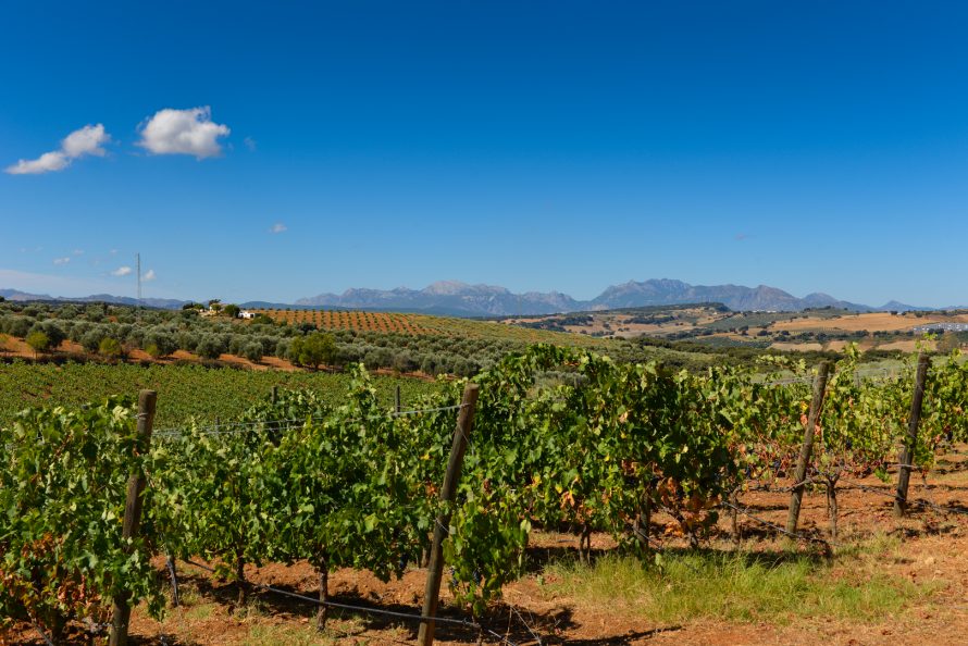 Winery in Ronda Andalusia