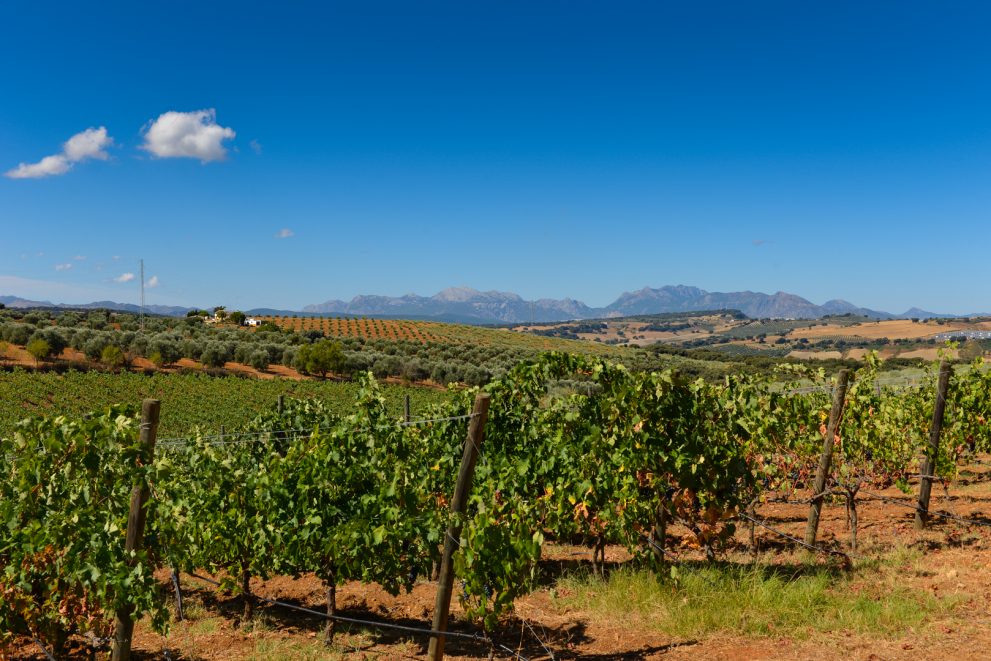 Bodega en Ronda Andalucía