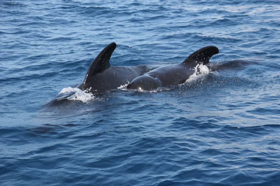 whale-watching-cadiz