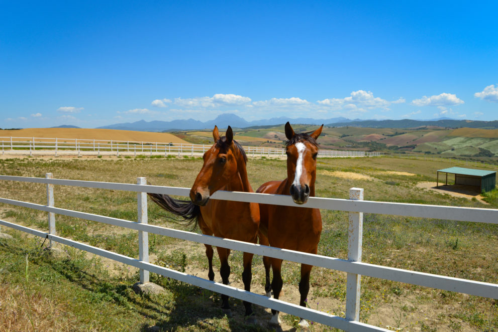 equestrian-property-cadiz