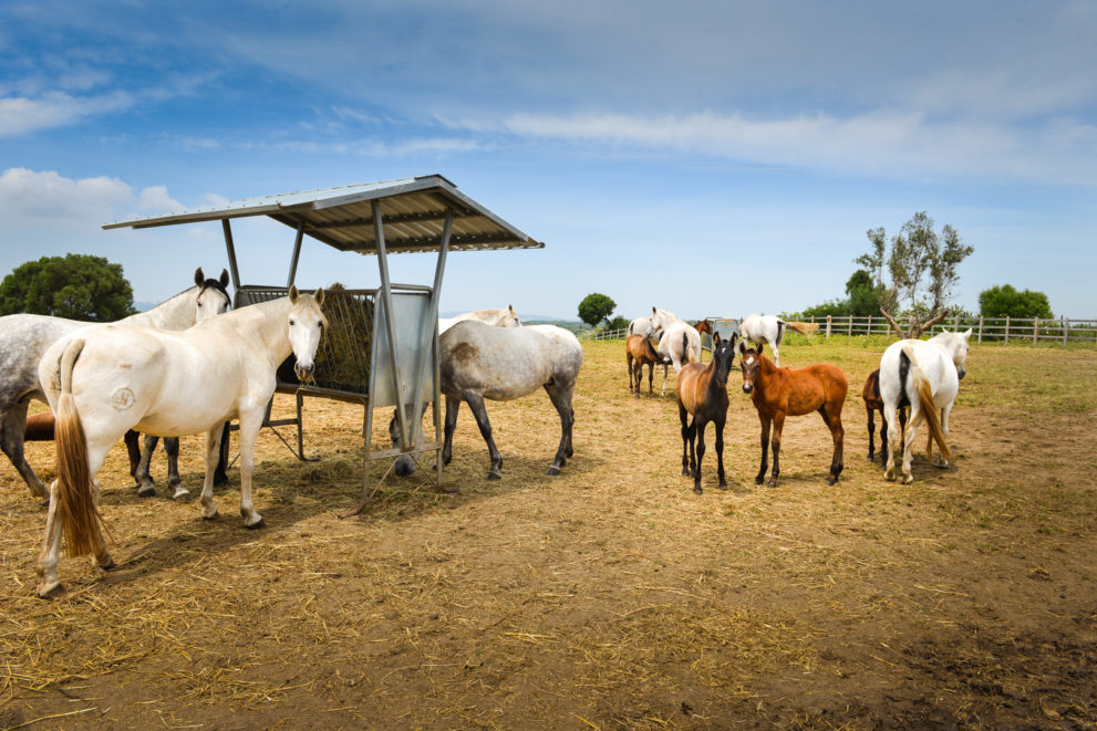 Property Equestrian