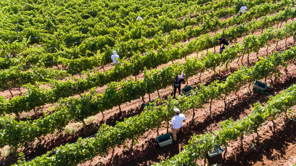 Vineyard near Ronda