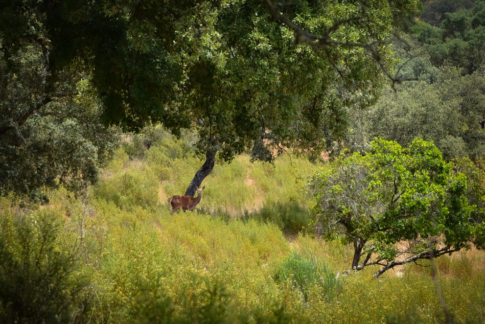 buy hunting estate spain