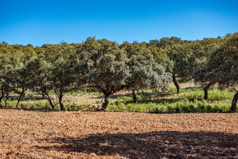 sporting estate andalucia