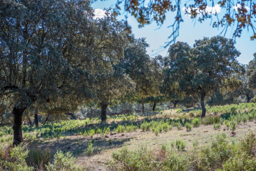 hunting estate in spain