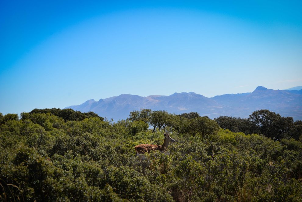 fauna country estate granada