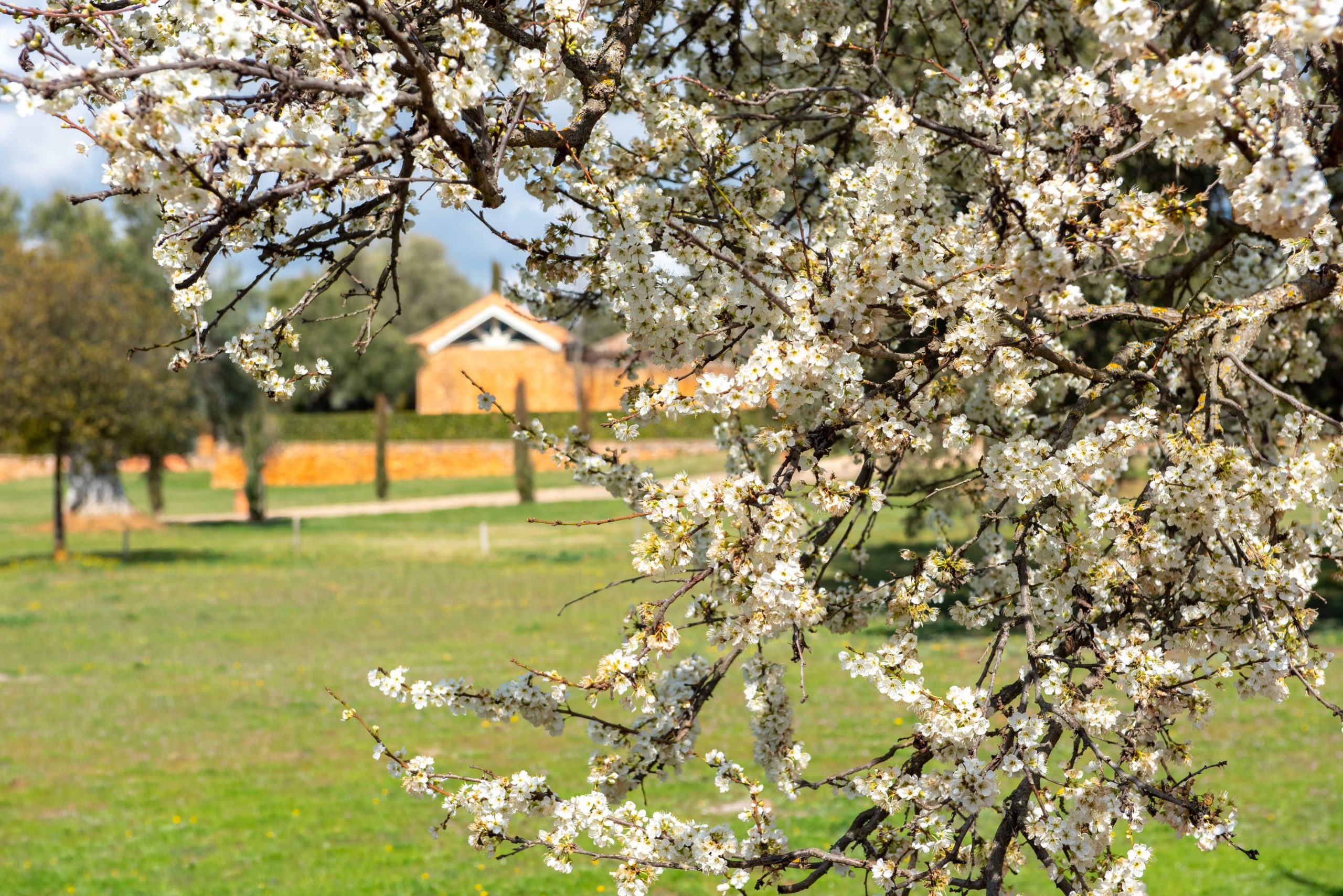 Orchard cortijo for sale in ronda