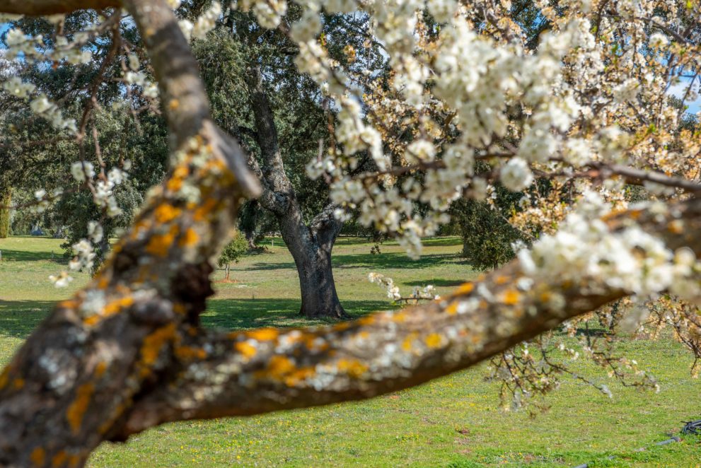 Cortijo en Ronda huerto