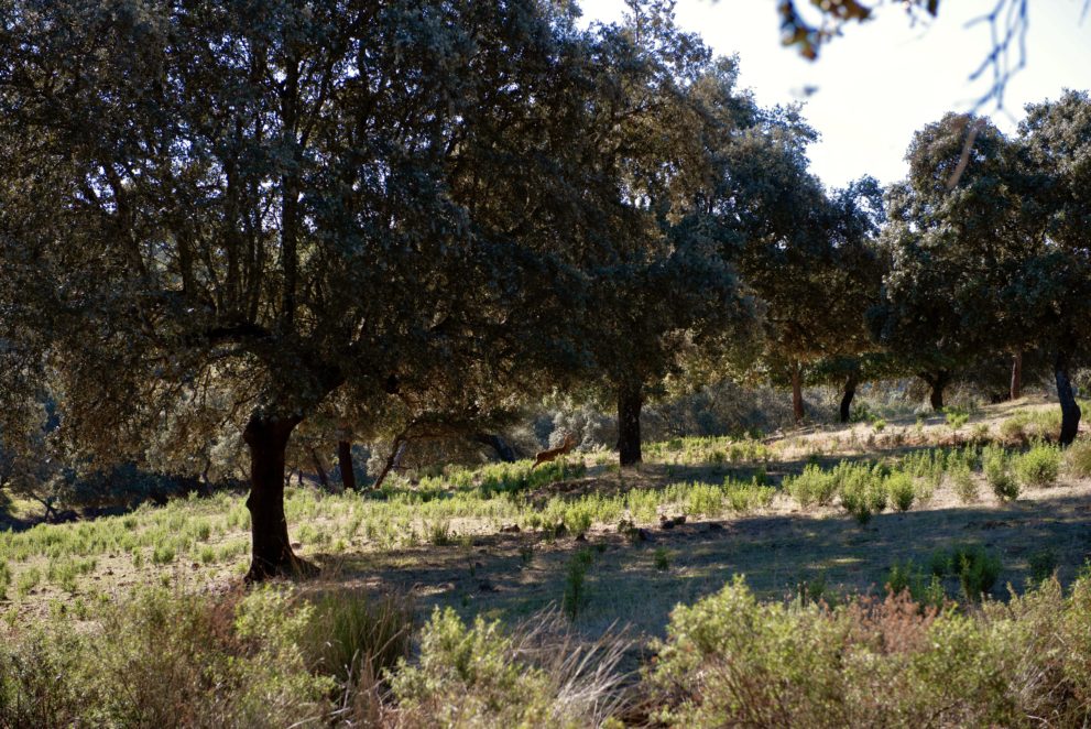 hunting estate for sale