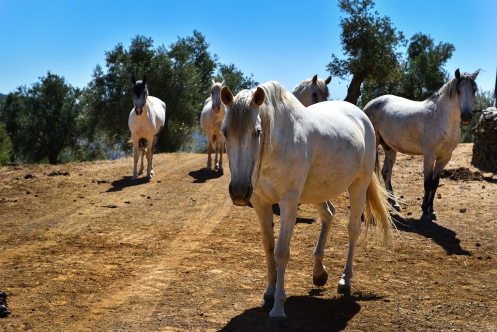 equestrian-properties-cordoba