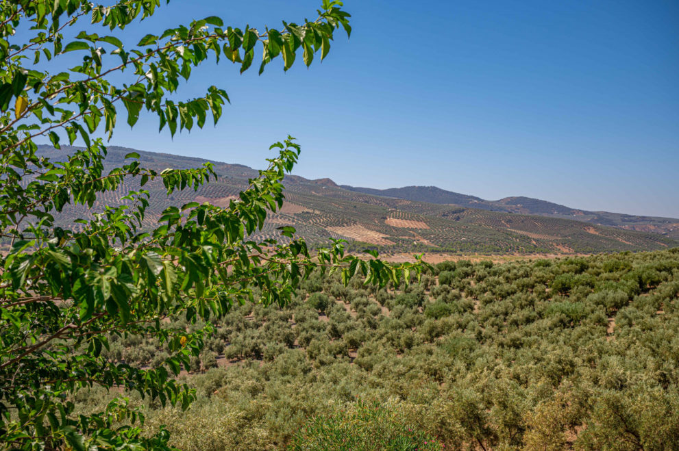 olivares-malaga