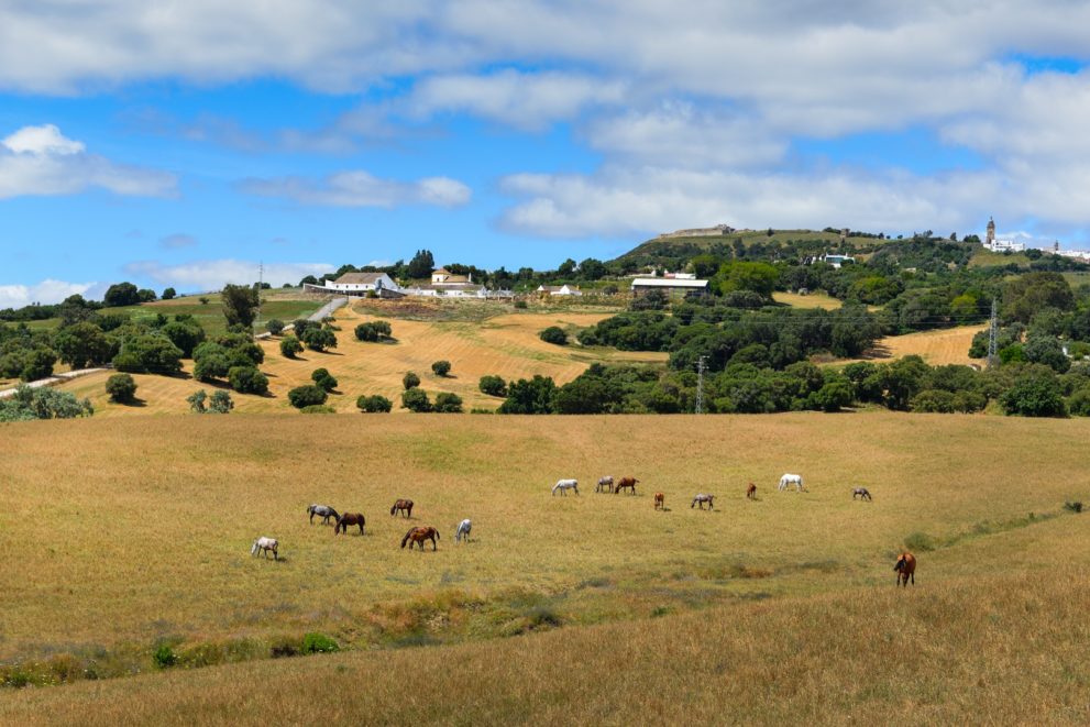 Medina-sidonia