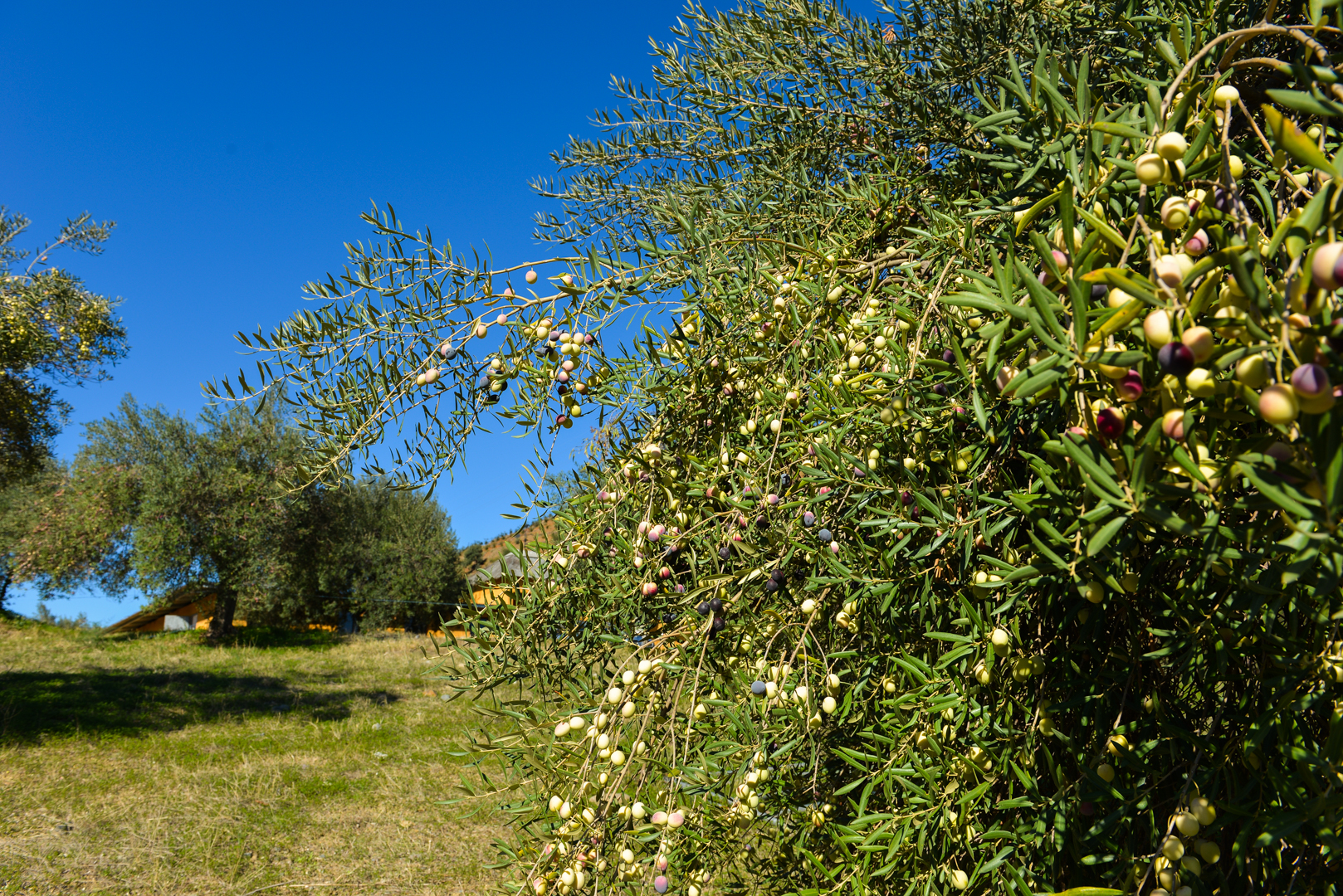 information-about-canillas-de-aceituno