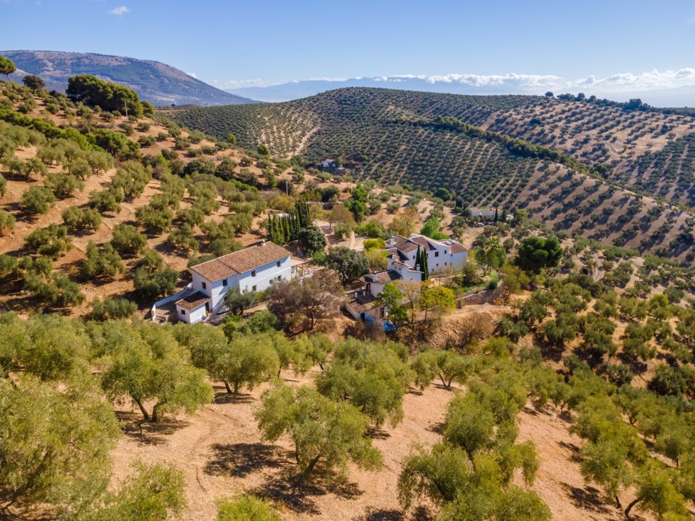 cortijo for sale olive grove granada montefrio
