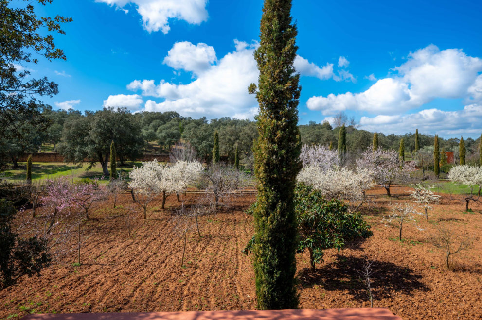 fruit-orchard-ronda