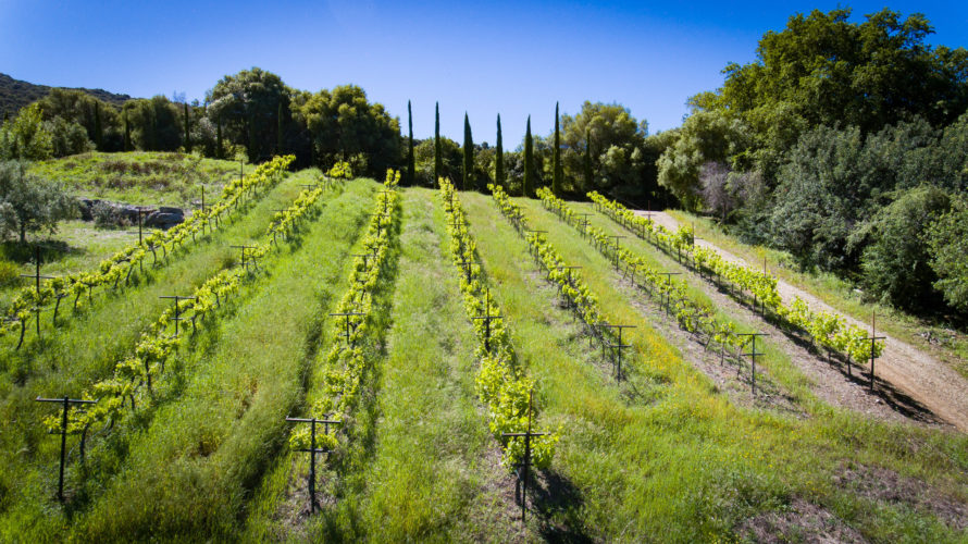 vineyard-gaucin-malaga-andalusia-spain