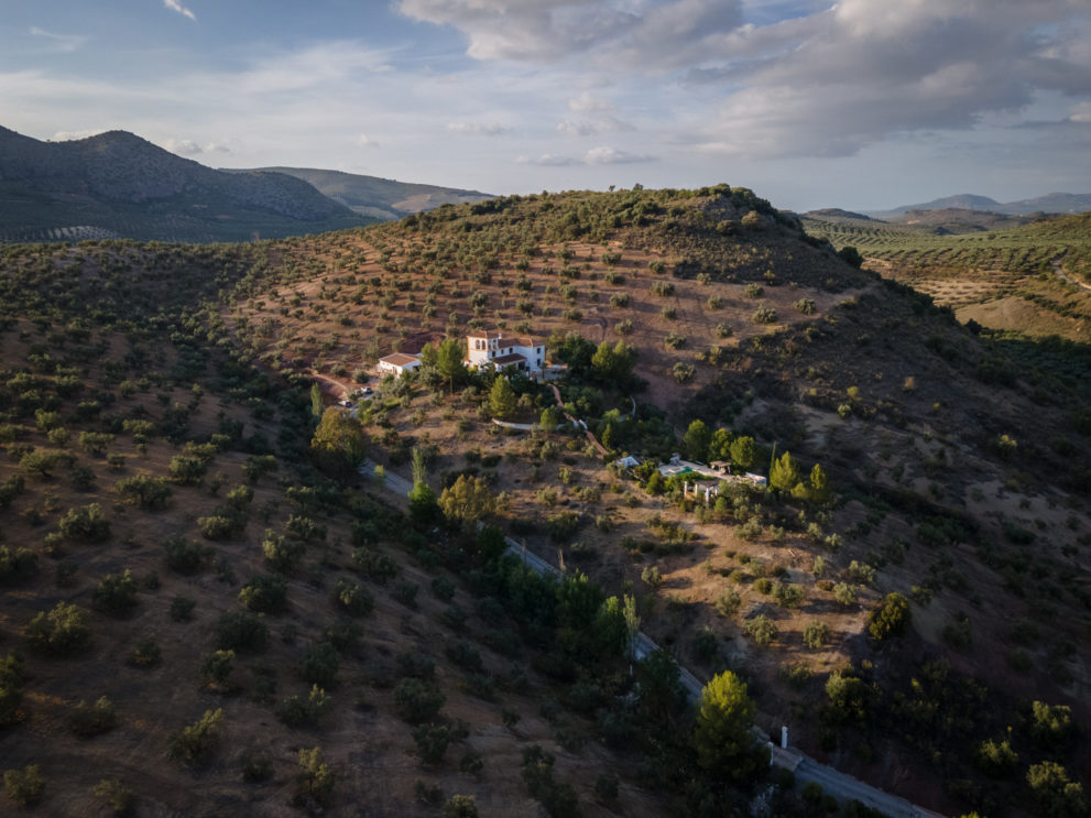 olive-oil-priego-de-cordoba