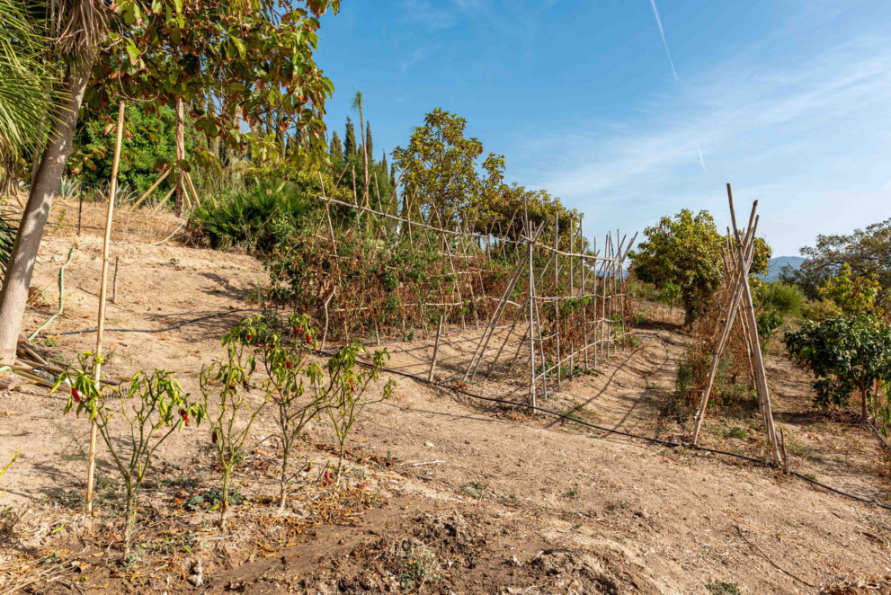 vegetable-patch-tomatoes-gaucin-andalucia