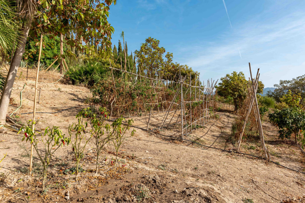 huerto-vegetales-tomates-gaucin-andalucia