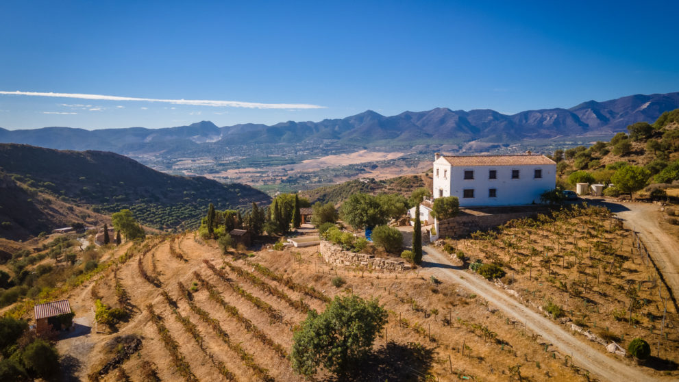 viñedo-boutic-malaga