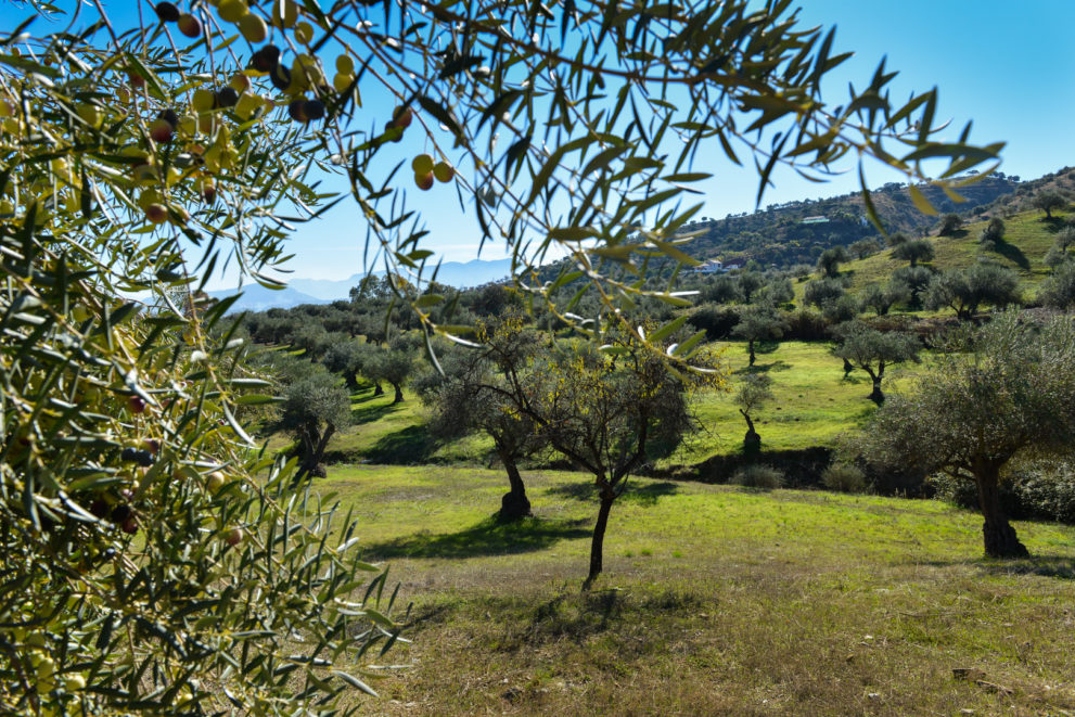 olivos-andalucia