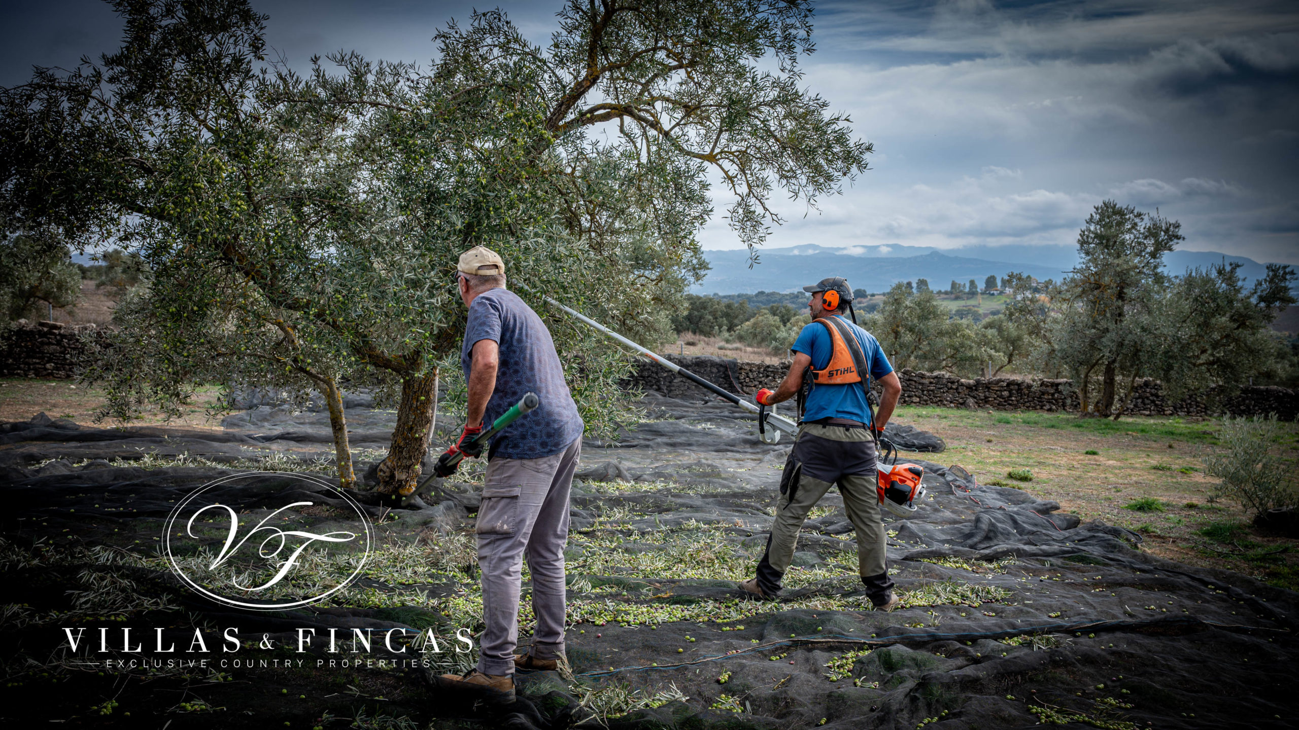 olive-harvest