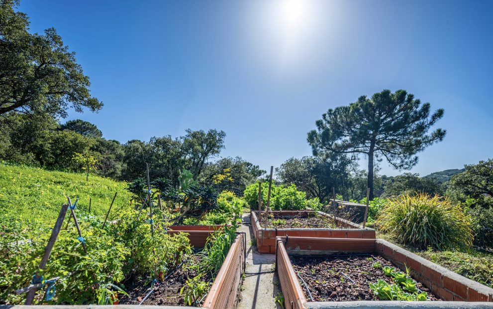 vegetable-patch
