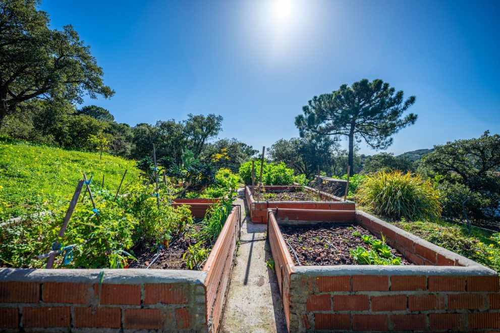 vegetable garden