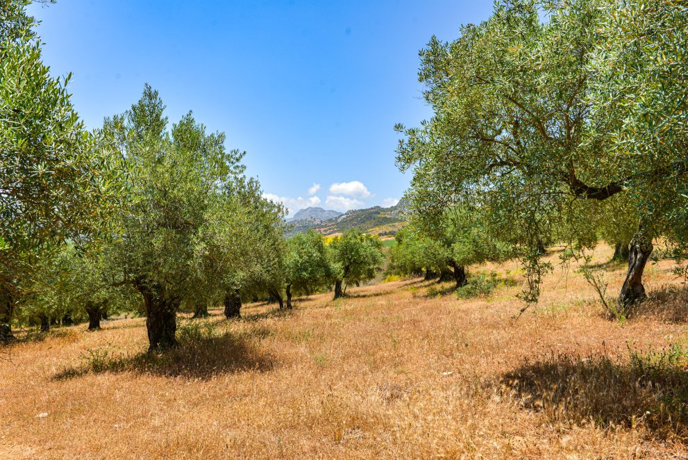 olive-grove