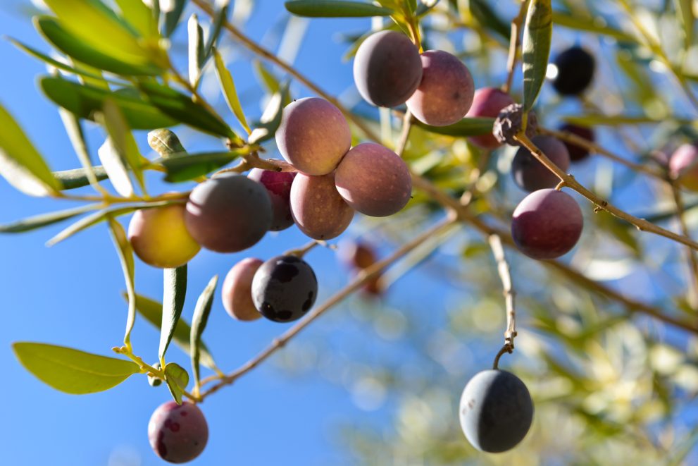 olives-andalusia