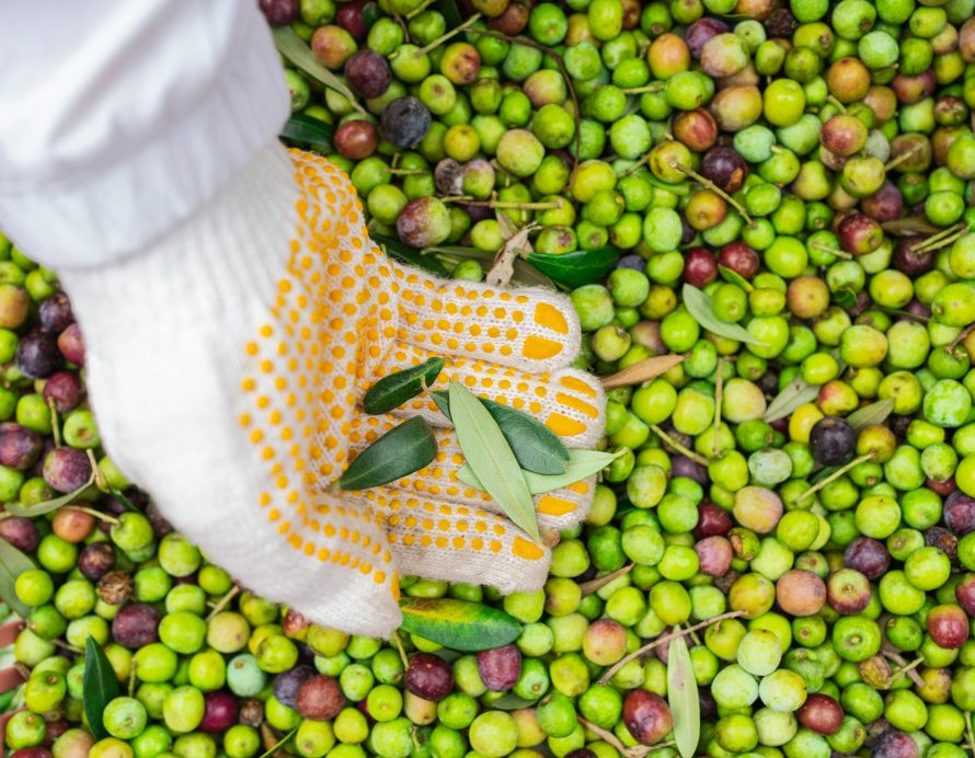 olive-harvest