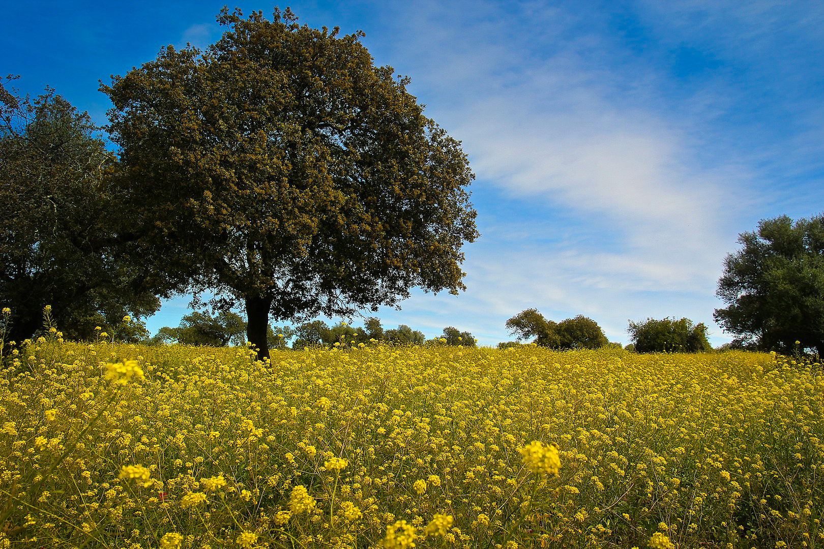 Spring Andalucia