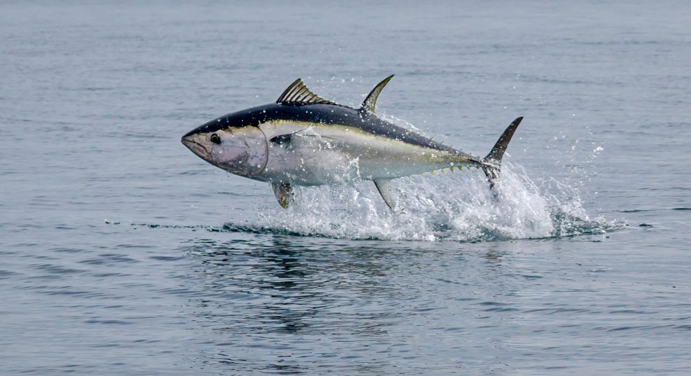 jumping-tuna