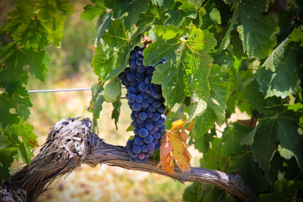 Grape Andalucía