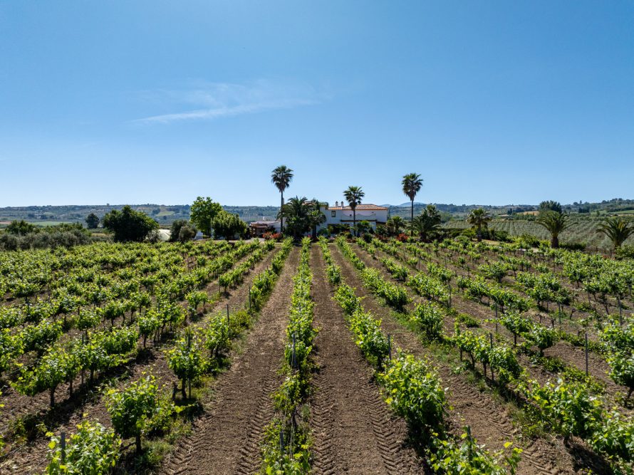 Vineyard Andalucia
