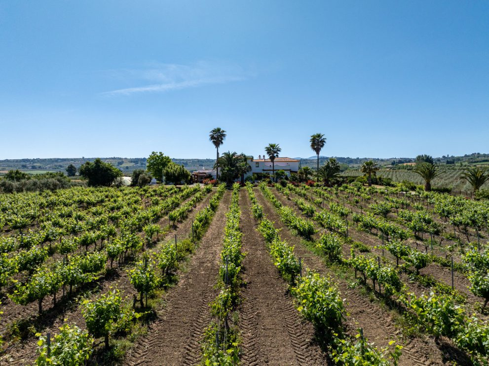 Vineyard Andalucia