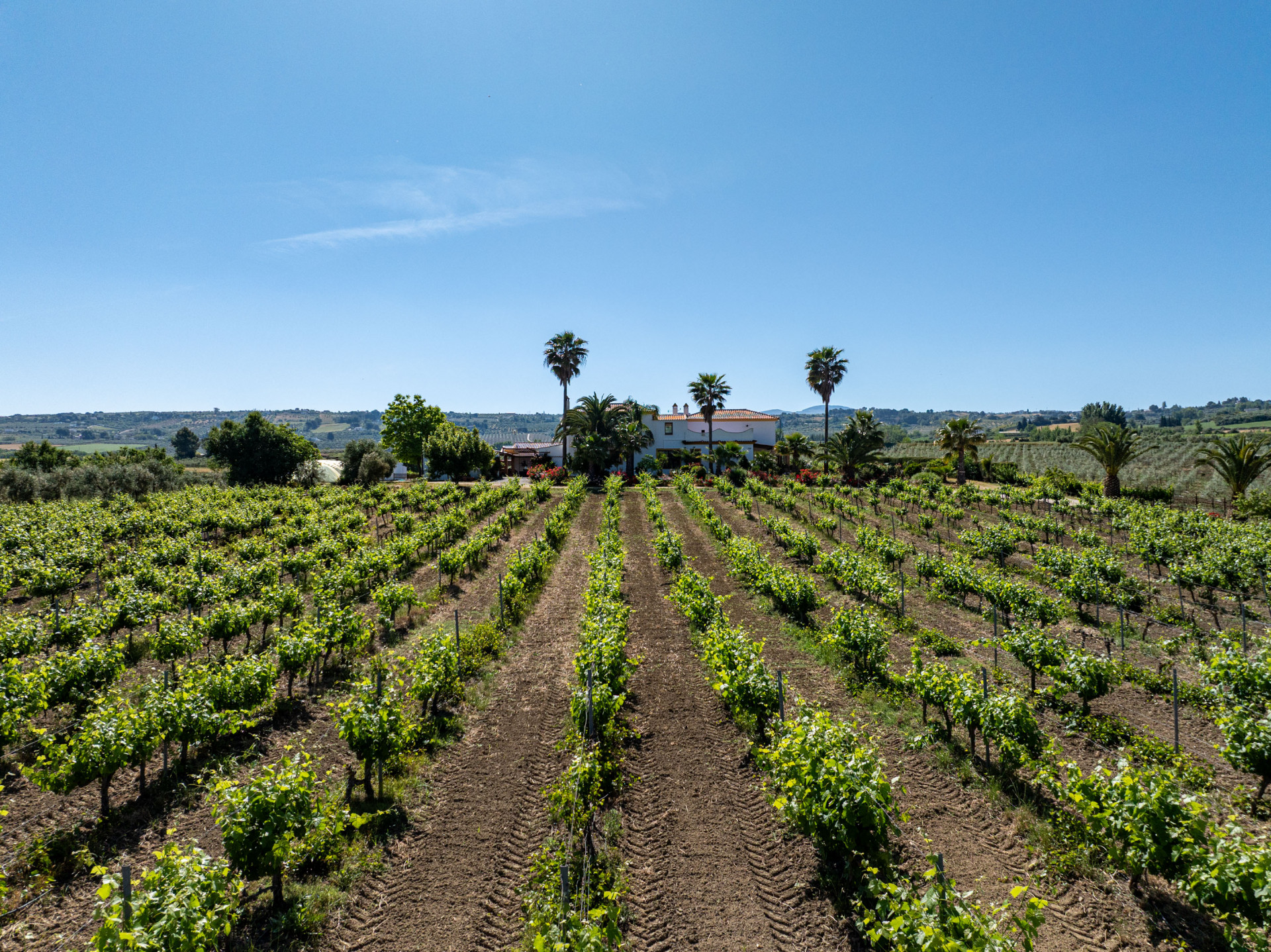 Vineyard Andalucia