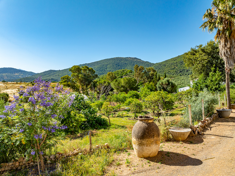 Cortijo with olive grove
